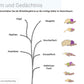 Evolution des Menschen (18 MB) - Einzellizenz
