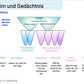 Evolution des Menschen (18 MB) - Einzellizenz